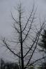 Ginkgo biloba